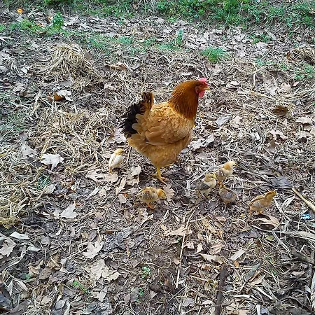 Séjour à la ferme Yesil Bahce Bungalow - Ahsap Evler *